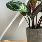 Calathea Bien Être