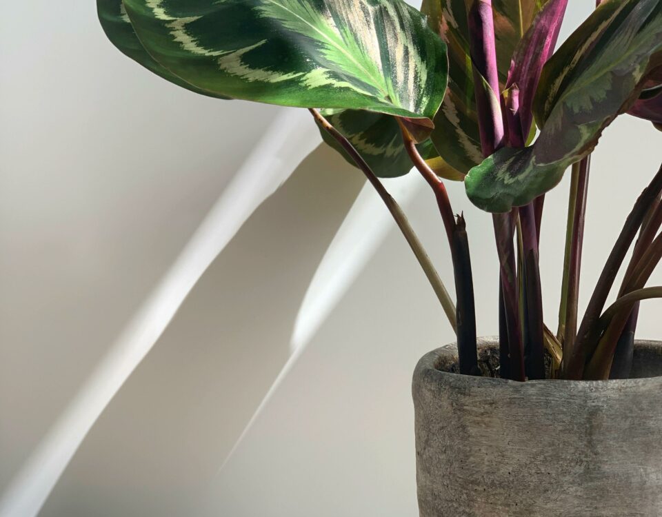 Calathea Bien Être